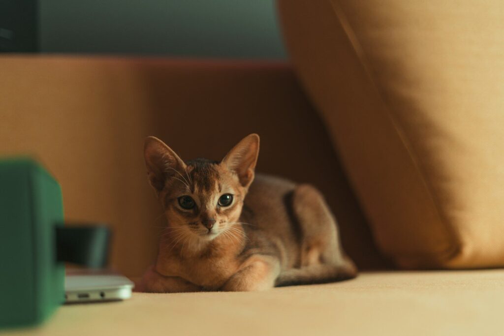 a cat laying on the floor next to a remote control